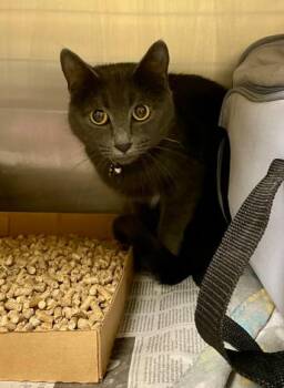 Rescue Domestic Short Hair Cats for Adoption in Virginia Beach, Virginia - 178910 Ashley (Petsmart) | PetCurious