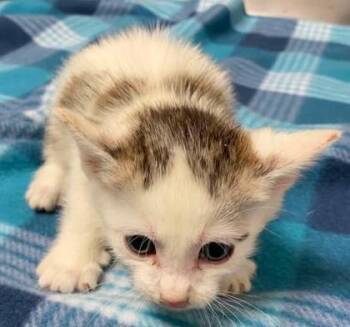 Domestic Short Hair Cats Available for Adoption in Lampasas, Texas - Miny | PetCurious