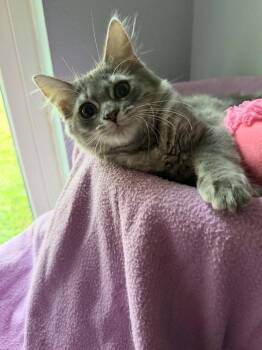 Zoey -  Domestic Medium Hair and Tabby Cat for Adoption in Deltona, Florida - Zoey | PetCurious