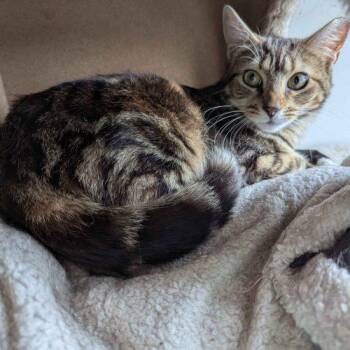 Domestic Short Hair Cats Available for Adoption in Seven Valleys, Pennsylvania - Firefly | PetCurious