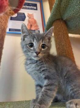 Shaggy -  Domestic Short Hair Cat for Adoption in Scottsbluff, Nebraska - Shaggy | PetCurious