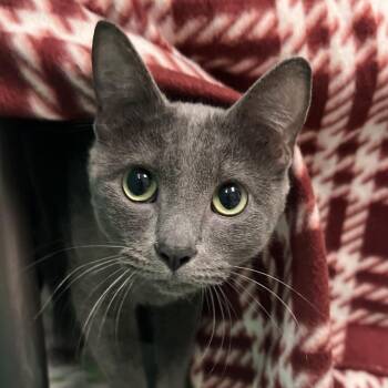 Kit -  Domestic Short Hair and Mixed Breed Cat for Adoption in Owosso, Michigan - Kit | PetCurious