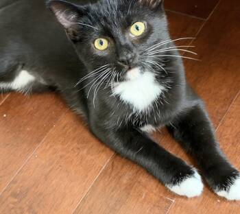 Mittens -  Tuxedo and Domestic Short Hair Cat for Adoption in Vaughan, Ontario - Mittens | PetCurious