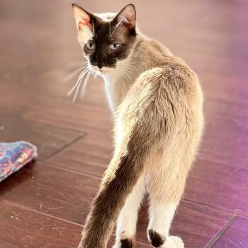 Queen Piano -  Siamese Cat for Adoption in Bentonville, Arkansas - Queen Piano | PetCurious