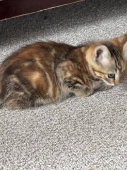 Foxy -  Domestic Short Hair Cat for Adoption in Port Republic, Maryland - Foxy | PetCurious
