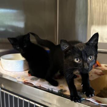 Ferocious -  Domestic Short Hair Cat for Adoption in Oak Brook, Illinois - Ferocious | PetCurious