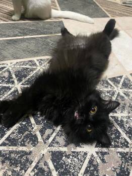 Jermeen (Persian) -  Persian Cat for Adoption in Fairfax, Virginia - Jermeen (Persian) | PetCurious