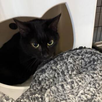 Maddie -  Domestic Short Hair Cat for Adoption in Columbus, North Carolina - Maddie | PetCurious