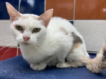 Rescue Domestic Short Hair Cats for Adoption in Houston, Texas - Abby FOSTER | PetCurious