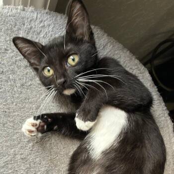 Pop Tart -  Domestic Short Hair Cat for Adoption in Fort Lauderdale, Florida - Pop Tart | PetCurious