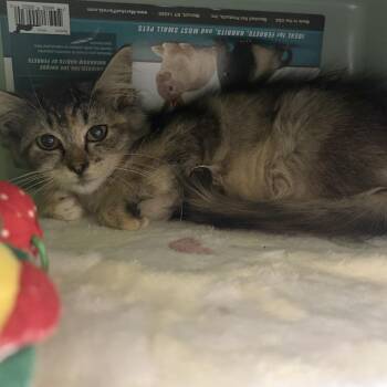 Oikos -  Domestic Medium Hair and Domestic Short Hair Cat for Adoption in Binghamton, New York - Oikos | PetCurious