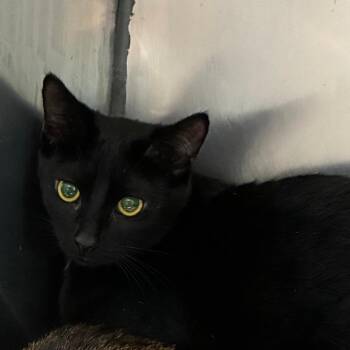Griffin -  Domestic Short Hair Cat for Adoption in Dearborn, Michigan - Griffin | PetCurious
