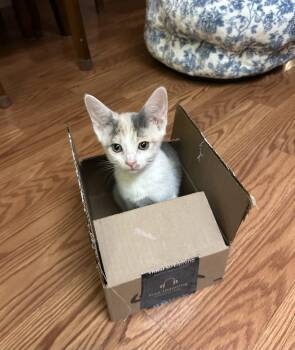 Rudy Jackson -  Dilute Calico and Domestic Short Hair Cat for Adoption in Chandler, Arizona - Rudy Jackson | PetCurious