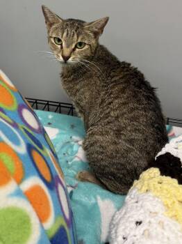 Misha -  Domestic Short Hair Cat for Adoption in Hamburg, New York - Misha | PetCurious