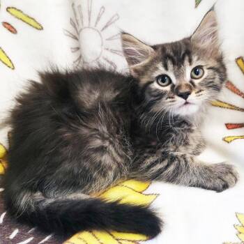 Sandpiper -  Domestic Medium Hair Cat for Adoption in Mt. Juliet, Tennessee - Sandpiper | PetCurious