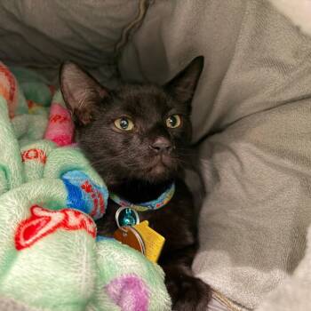 H213015 Goliath -  Domestic Short Hair Cat for Adoption in Port Washington, New York - H213015 Goliath | PetCurious