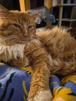 Domestic Long Hair Cats Available for Adoption - SOCKS | PetCurious