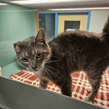 Broccoli -  Domestic Short Hair Cat for Adoption in Suffolk, Virginia - Broccoli | PetCurious