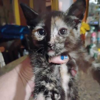 Bean -  Domestic Short Hair Cat for Adoption in Fayetteville, Arkansas - Bean | PetCurious