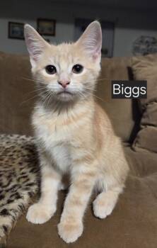 Biggs -  Domestic Short Hair Cat for Adoption in Rossville, Georgia - Biggs | PetCurious