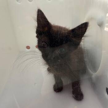 Cactus -  Domestic Short Hair Cat for Adoption in Columbus, Georgia - Cactus | PetCurious