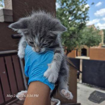 Domestic Short Hair Cats Available for Adoption in San Antonio, Texas - MERLIN | PetCurious