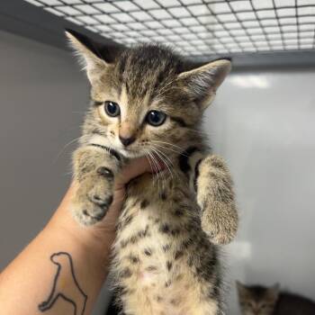 Josie -  Domestic Short Hair Cat for Adoption in Shelbyville, Illinois - Josie | PetCurious