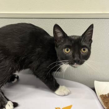 Sapi -  Domestic Short Hair Cat for Adoption in Tampa, Florida - Sapi | PetCurious