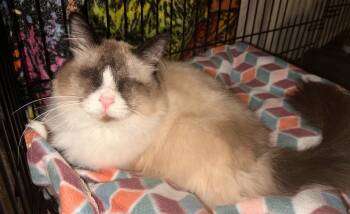 Avani -  Domestic Long Hair Cat for Adoption in Hamilton, Michigan - Avani | PetCurious