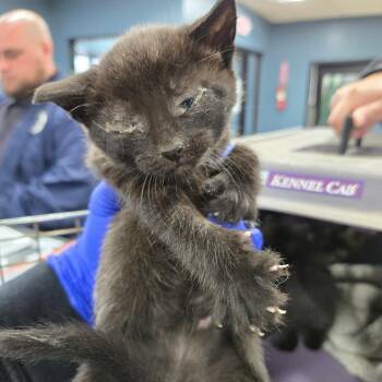 Domestic Short Hair Cats Available for Adoption in Newark, New Jersey - Lucio | PetCurious