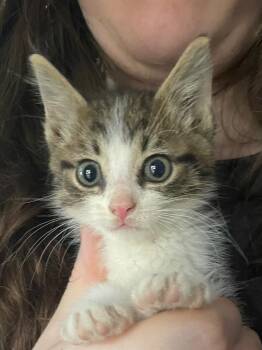 Norris -  Domestic Short Hair Cat for Adoption in Newaygo, Michigan - Norris | PetCurious