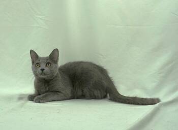 Russian Blue and Domestic Short Hair Cats Available for Adoption - ANNIE - ASKING FOR A FAMILY | PetCurious