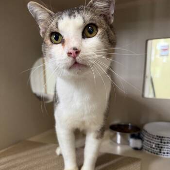 Domestic Short Hair Cats Available for Adoption in Houston, Texas - Loverboy | PetCurious