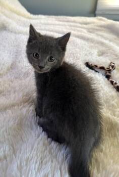 Stargazer -  Domestic Short Hair Cat for Adoption in North Babylon, New York - Stargazer | PetCurious