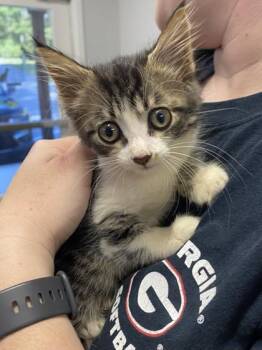 Rescue Domestic Short Hair Cats for Adoption in Watkinsville, Georgia - Lays @ PetSmart In Athens | PetCurious