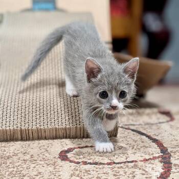 Stormy* -  Domestic Short Hair Cat for Adoption in San Gabriel, California - Stormy* | PetCurious