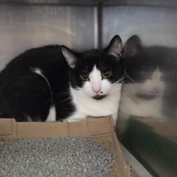 Toasted Sandwich -  Domestic Short Hair Cat for Adoption in Charleston, West Virginia - Toasted Sandwich | PetCurious