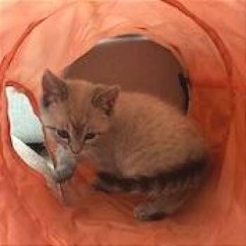 Domestic Short Hair Cats Available for Adoption in Pleasant Hill, California - A1045601 Valley | PetCurious