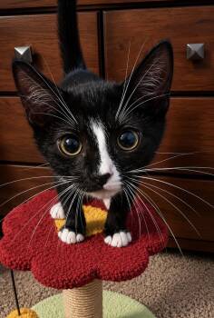 Shepherd -  Domestic Short Hair Cat for Adoption in Edmond, Oklahoma - Shepherd | PetCurious
