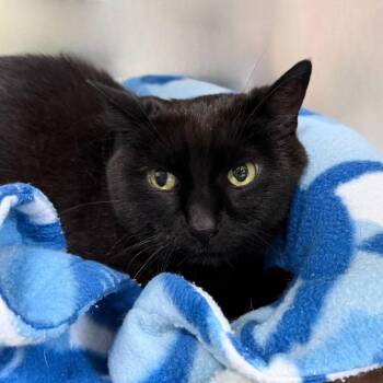 Bella Bear -  Domestic Short Hair Cat for Adoption in State College, Pennsylvania - Bella Bear | PetCurious