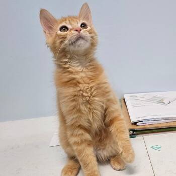 Domestic Medium Hair Cats Available for Adoption in Decherd, Tennessee - The Miz | PetCurious