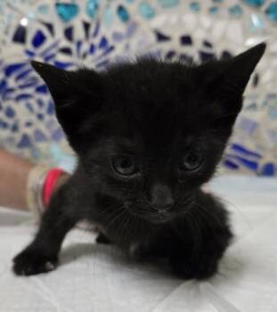 Domestic Short Hair Cats Available for Adoption in Pensacola, Florida - STRAWBERRY | PetCurious
