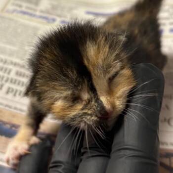 Kaleidoscope -  Domestic Short Hair Cat for Adoption in Yuma, Arizona - Kaleidoscope | PetCurious