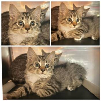 Dominic -  Domestic Long Hair Cat for Adoption in New York, New York - Dominic | PetCurious