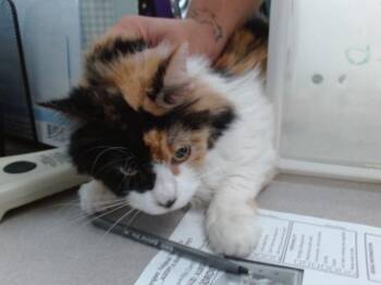 EDA GORDITA -  Domestic Long Hair Cat for Adoption in Albuquerque, New Mexico - EDA GORDITA | PetCurious