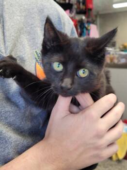 Rescue Domestic Short Hair Cats for Adoption in Hopkinsville, Kentucky - Jemma | PetCurious