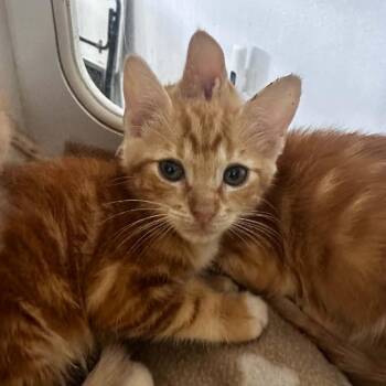 Spaghetti -  Domestic Short Hair Cat for Adoption in Stephenville, Texas - Spaghetti | PetCurious