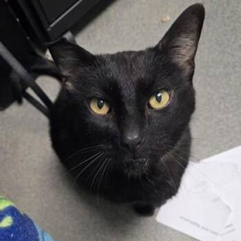 Domestic Short Hair Cats Available for Adoption in Worcester, Massachusetts - Zeus | PetCurious