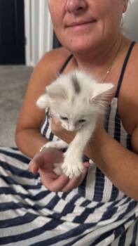 Sugar -  Domestic Short Hair and Domestic Medium Hair Cat for Adoption in Sanford, North Carolina - Sugar | PetCurious