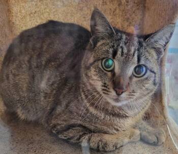 Domestic Short Hair Cats Available for Adoption - Fb 9d Pickle | PetCurious